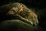 1440x900_leopard_mammals
